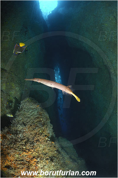 Malpelo, Columbia, Pacific ocean, Aulostomus chinensis, Aulostomus, Aulostomidae, Chinese trumpetfish, Trumpetfish, Fish, Cave, Canyon