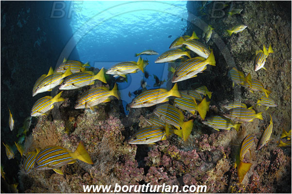 Malpelo, Columbia, Pacific ocean, Lutjanus viridis, Lutjanus, Lutjanidae, Blue and gold snapper, Snapper, Fish, Fish school, Canyon, Reef