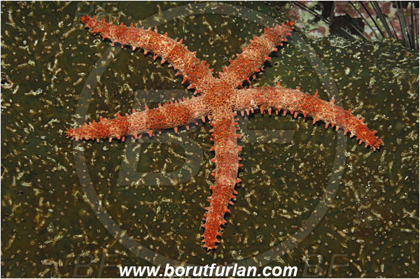Malpelo, Columbia, Pacific ocean, Mithrodia bradleyi, Mithrodia, Mithrodiidae, Asteroidea, Echinodermata, Echinoderm, Bradley