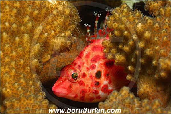 Malpelo, Columbia, Pacific ocean, Cirrhitichthys oxycephalus, Cirrhitichthys, Cirrhitidae, Coral hawkfish, Hawkfish, Fish, Portrait