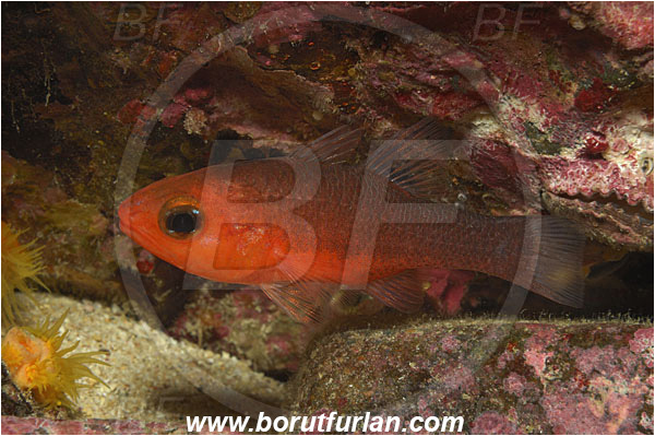 Malpelo, Columbia, Pacific ocean, Apogon atradorsatus, Apogon, Apogonidae, Blacktip cardinalfish, Cardinalfish, Fish