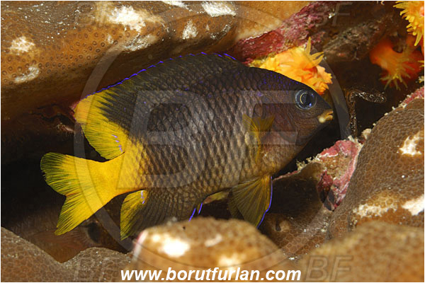 Malpelo, Columbia, Pacific ocean, Stegastes arcifrons, Stegastes, Pomacentridae, Galapagos Gregory, Yellowtail gregory, Damselfish, Fish