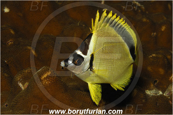 Malpelo, Columbia, Pacific ocean, Johnrandallia nigrirostris, Johnrandallia, Chaetodontidae, Blacknosed Butterflyfish, Butterflyfish, Fish