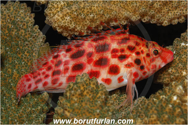 Malpelo, Columbia, Pacific ocean, Cirrhitichthys oxycephalus, Cirrhitichthys, Cirrhitidae, Coral hawkfish, Hawkfish, Fish