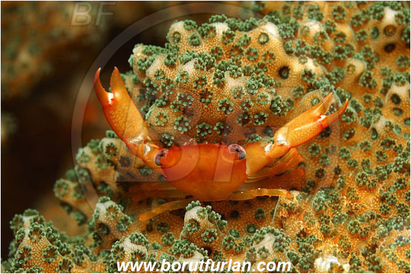 Malpelo, Columbia, Pacific ocean, Trapezia sp., Trapezia, Trapeziidae, Decapoda, Coral Crab, Crab, Crustacea, Crustacean