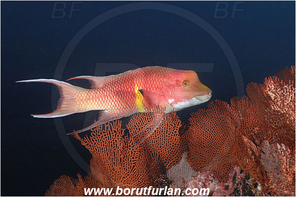 Malpelo, Columbia, Pacific ocean, Bodianus diplotaenia, Bodianus, Labridae, Mexican hogfish - male, Hogfish, Fish, Reef