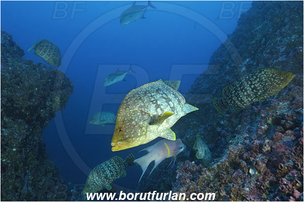 Malpelo, Columbia, Pacific ocean, Dermatolepis dermatolepis, Dermatolepis, Serranidae, Leather bass, Grouper, Fish, Fish school, Reef