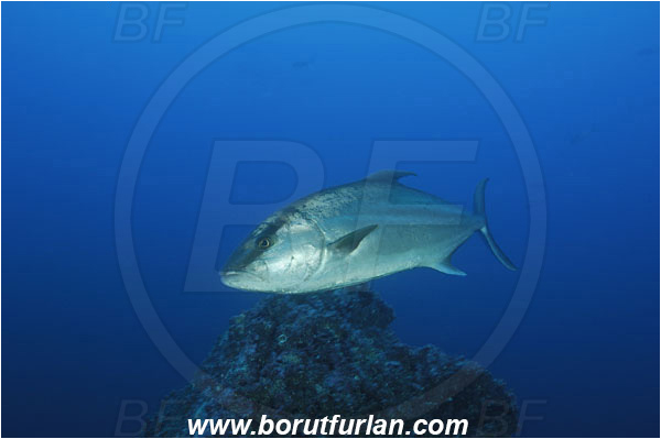 Malpelo, Columbia, Pacific ocean, Seriola dumerili, Seriola, Carangidae, Greater Amberjack, Amberjack, Jack, Fish