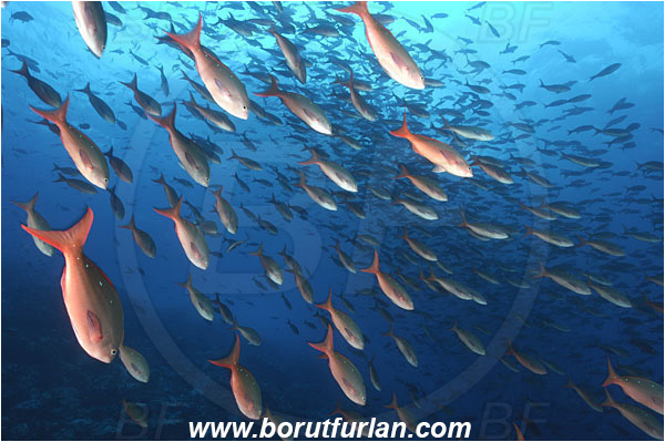 Malpelo, Columbia, Pacific ocean, Paranthias colonus, Paranthias, Serranidae, Pacific creole-fish, Creole-fish, Fish, Fish school