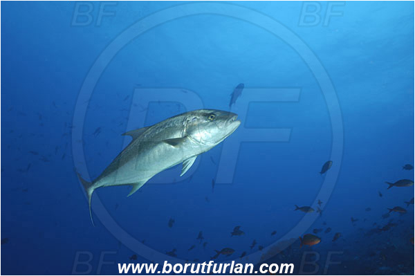 Malpelo, Columbia, Pacific ocean, Seriola dumerili, Seriola, Carangidae, Greater Amberjack, Amberjack, Jack, Fish