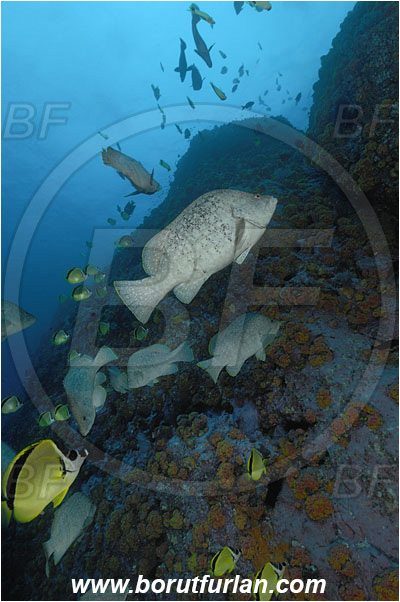 Malpelo, Columbia, Pacific ocean, Dermatolepis dermatolepis, Dermatolepis, Serranidae, Leather bass, Grouper, Fish, Reef, Wall, Johnrandallia nigrirostris, Johnrandallia, Chaetodontidae, Blacknosed Butterflyfish, Butterflyfish, Fish school