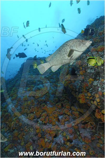 Malpelo, Columbia, Pacific ocean, Dermatolepis dermatolepis, Dermatolepis, Serranidae, Leather bass, Grouper, Fish, Reef, Wall