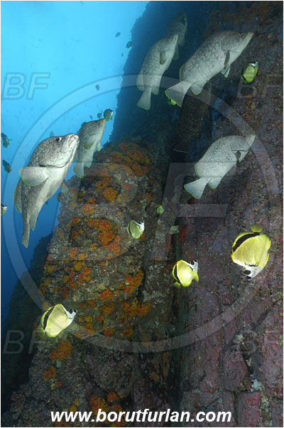 Malpelo, Columbia, Pacific ocean, Dermatolepis dermatolepis, Dermatolepis, Serranidae, Leather bass, Grouper, Fish, Reef, Wall, Johnrandallia nigrirostris, Johnrandallia, Chaetodontidae, Blacknosed Butterflyfish, Butterflyfish, Fish school