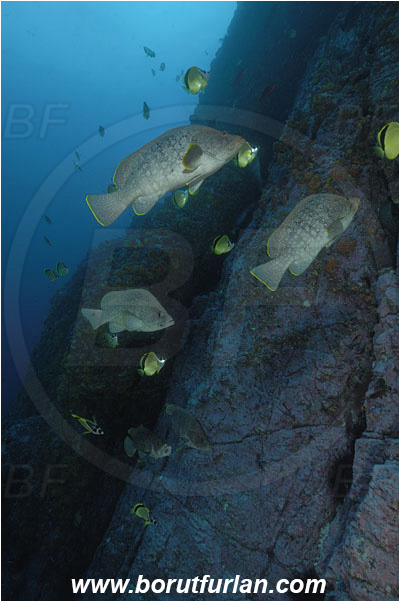 Malpelo, Columbia, Pacific ocean, Dermatolepis dermatolepis, Dermatolepis, Serranidae, Leather bass, Grouper, Fish, Reef, Wall, Johnrandallia nigrirostris, Johnrandallia, Chaetodontidae, Blacknosed Butterflyfish, Butterflyfish, Fish school