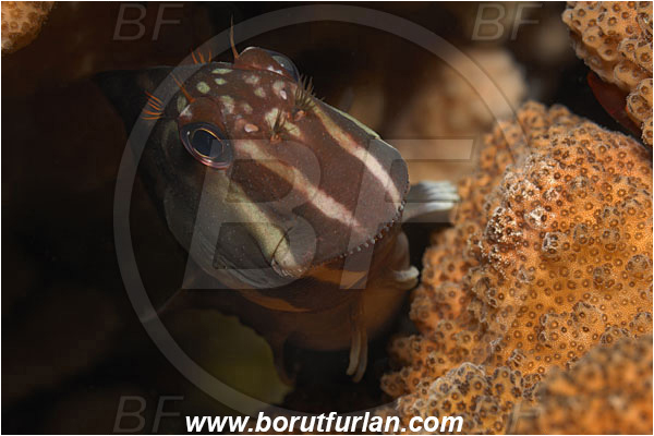 Malpelo, Columbia, Pacific ocean, Ophioblennius steindachneri, Ophioblennius, Blenniidae, Panamic Fanged Blenny, Blenny, Fish, Portrait