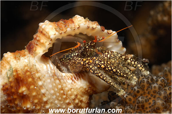 Malpelo, Columbia, Pacific ocean, Dardanus sp., Dardanus, Diogenidae, Crustacea, Crustacean, Hermit Crab, Crab