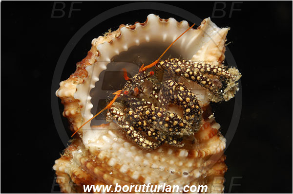 Malpelo, Columbia, Pacific ocean, Dardanus sp., Dardanus, Diogenidae, Crustacea, Crustacean, Hermit Crab, Crab