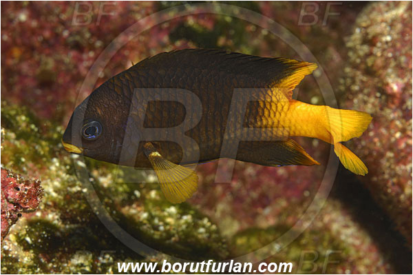 Malpelo, Columbia, Pacific ocean, Stegastes arcifrons, Stegastes, Pomacentridae, Galapagos Gregory, Yellowtail gregory, Damselfish, Fish