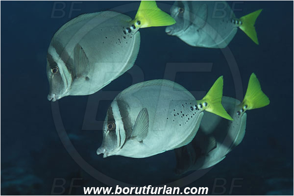 Malpelo, Columbia, Pacific ocean, Prionurus laticlavius, Prionurus, Acanthuridae, Razor Surgeonfish, Surgeonfish, Fish