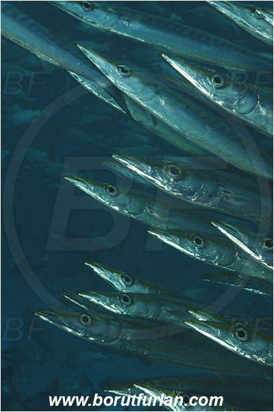 Malpelo, Columbia, Pacific ocean, Sphyraena idiastes, Sphyraena, Sphyraenidae, Pelican barracuda, Barracuda, Fish, Fish school, Portrait