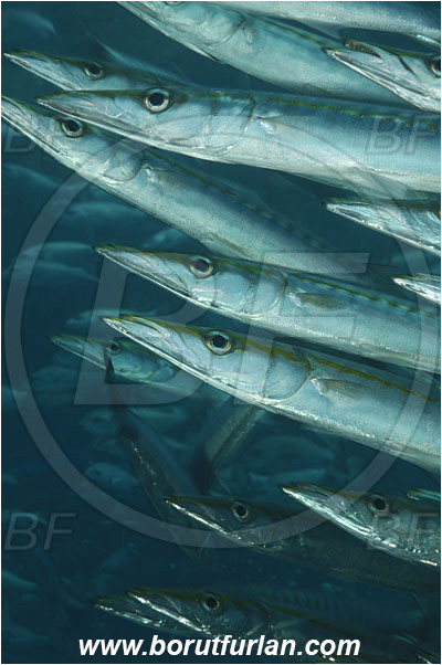 Malpelo, Columbia, Pacific ocean, Sphyraena idiastes, Sphyraena, Sphyraenidae, Pelican barracuda, Barracuda, Fish, Fish school, Portrait