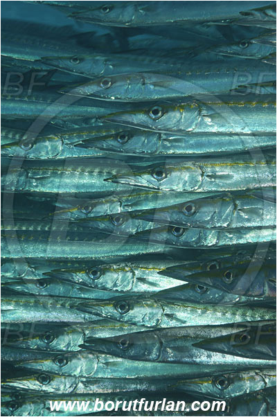 Malpelo, Columbia, Pacific ocean, Sphyraena idiastes, Sphyraena, Sphyraenidae, Pelican barracuda, Barracuda, Fish, Fish school, Portrait