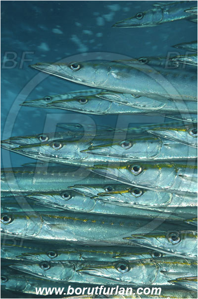 Malpelo, Columbia, Pacific ocean, Sphyraena idiastes, Sphyraena, Sphyraenidae, Pelican barracuda, Barracuda, Fish, Fish school, Portrait