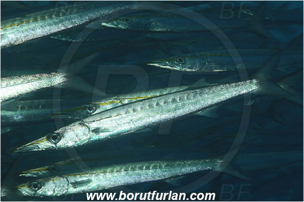 Malpelo, Columbia, Pacific ocean, Sphyraena idiastes, Sphyraena, Sphyraenidae, Pelican barracuda, Barracuda, Fish, Fish school