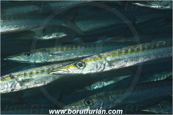 Malpelo, Columbia, Pacific ocean, Sphyraena idiastes, Sphyraena, Sphyraenidae, Pelican barracuda, Barracuda, Fish, Fish school, Portrait