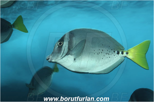 Malpelo, Columbia, Pacific ocean, Prionurus laticlavius, Prionurus, Acanthuridae, Razor Surgeonfish, Surgeonfish, Fish