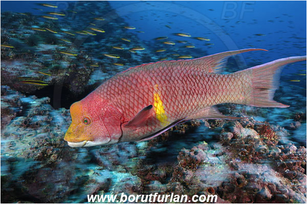 Malpelo, Columbia, Pacific ocean, Bodianus diplotaenia, Bodianus, Labridae, Mexican hogfish - male, Hogfish, Fish, Reef