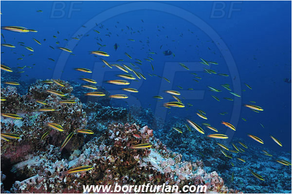Malpelo, Columbia, Pacific ocean, Thalassoma lucasanum, Thalassoma, Labridae, Cortez rainbow wrasse, Wrasse, Fish, Fish school, Reef