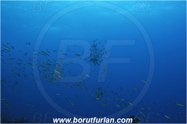 Malpelo, Columbia, Pacific ocean, Thalassoma lucasanum, Thalassoma, Labridae, Cortez rainbow wrasse, Wrasse, Fish, Fish school, Fish spawning