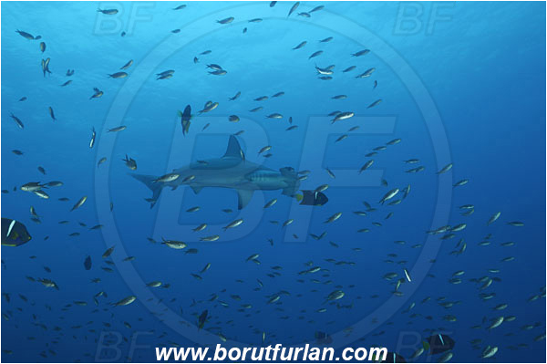 Malpelo, Columbia, Pacific ocean, Holacanthus passer, Holacanthus, Pomacanthidae, King angelfish, Angelfish, Fish, Sphyrna lewini, Sphyrna, Sphyrnidae, Elasmobranchii, Scalloped Hammerhead, Hammerhead