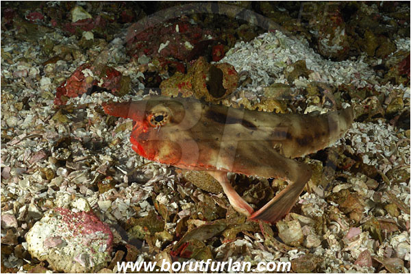 Malpelo, Columbia, Pacific ocean, Ogcocephalus darwini, Ogcocephalus, Ogcocephalidae, Red-lipped batfish, Batfish, Fish
