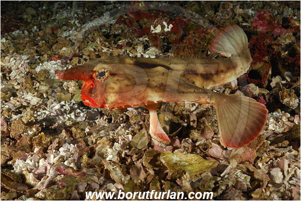 Malpelo, Columbia, Pacific ocean, Ogcocephalus darwini, Ogcocephalus, Ogcocephalidae, Red-lipped batfish, Batfish, Fish