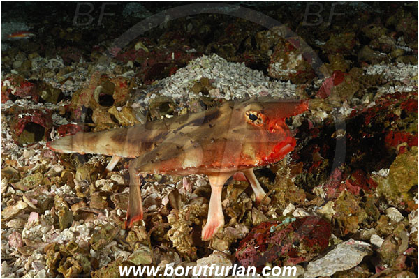 Malpelo, Columbia, Pacific ocean, Ogcocephalus darwini, Ogcocephalus, Ogcocephalidae, Red-lipped batfish, Batfish, Fish