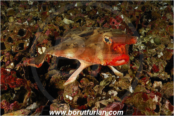 Malpelo, Columbia, Pacific ocean, Ogcocephalus darwini, Ogcocephalus, Ogcocephalidae, Red-lipped batfish, Batfish, Fish