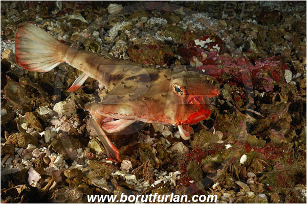 Malpelo, Columbia, Pacific ocean, Ogcocephalus darwini, Ogcocephalus, Ogcocephalidae, Red-lipped batfish, Batfish, Fish