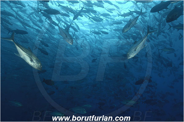 Malpelo, Columbia, Pacific ocean, Caranx sexfasciatus, Caranx, Carangidae, Bigeye trevally, Trevally, Fish, Fish school