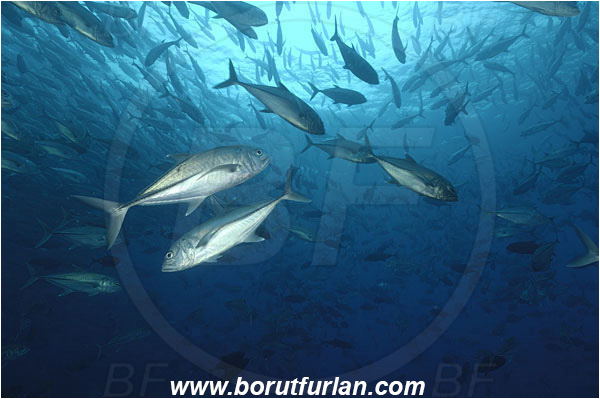 Malpelo, Columbia, Pacific ocean, Caranx sexfasciatus, Caranx, Carangidae, Bigeye trevally, Trevally, Fish, Fish school