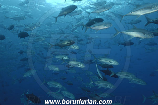 Malpelo, Columbia, Pacific ocean, Caranx sexfasciatus, Caranx, Carangidae, Bigeye trevally, Trevally, Fish, Fish school