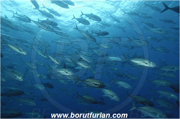 Malpelo, Columbia, Pacific ocean, Caranx sexfasciatus, Caranx, Carangidae, Bigeye trevally, Trevally, Fish, Fish school