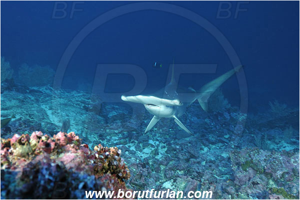Malpelo, Columbia, Pacific ocean, Sphyrna lewini, Sphyrna, Sphyrnidae, Elasmobranchii, Scalloped Hammerhead, Hammerhead, Fish, Reef