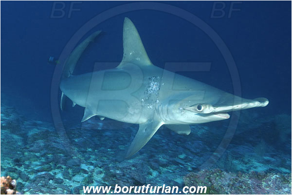 Malpelo, Columbia, Pacific ocean, Sphyrna lewini, Sphyrna, Sphyrnidae, Elasmobranchii, Scalloped Hammerhead, Hammerhead, Fish, Reef