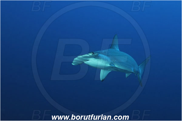 Malpelo, Columbia, Pacific ocean, Sphyrna lewini, Sphyrna, Sphyrnidae, Elasmobranchii, Scalloped Hammerhead, Hammerhead, Fish