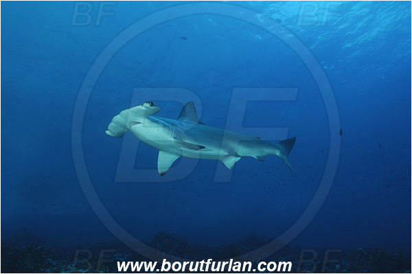 Malpelo, Columbia, Pacific ocean, Sphyrna lewini, Sphyrna, Sphyrnidae, Elasmobranchii, Scalloped Hammerhead, Hammerhead, Fish, Reef