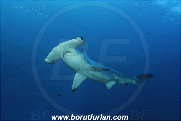 Malpelo, Columbia, Pacific ocean, Sphyrna lewini, Sphyrna, Sphyrnidae, Elasmobranchii, Scalloped Hammerhead, Hammerhead, Fish