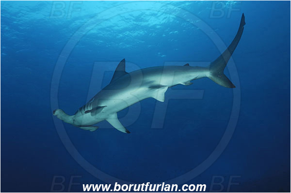 Malpelo, Columbia, Pacific ocean, Sphyrna lewini, Sphyrna, Sphyrnidae, Elasmobranchii, Scalloped Hammerhead, Hammerhead, Fish