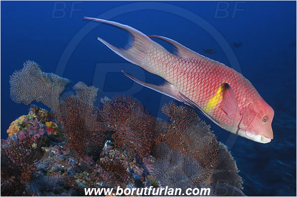 Malpelo, Columbia, Pacific ocean, Bodianus diplotaenia, Bodianus, Labridae, Mexican hogfish - male, Hogfish, Fish, Reef